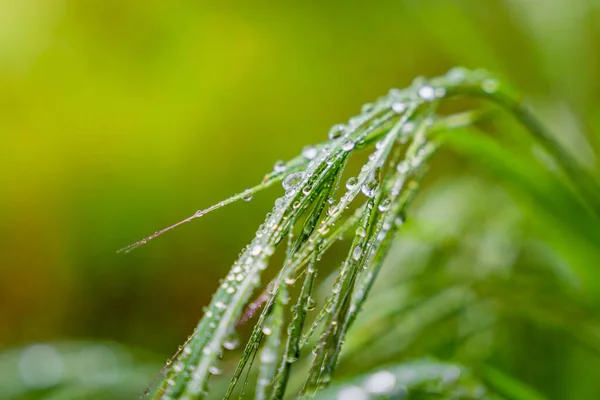 Close Green Plants Leafs Water Drops Rainy Day — Stock Photo, Image