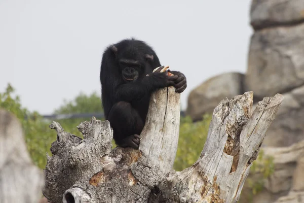 Вибірковий Знімок Фокусу Шимпанзе Корі — стокове фото