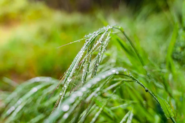 Крупный План Листьев Зеленых Растений Капельками Воды Дождливый День — стоковое фото