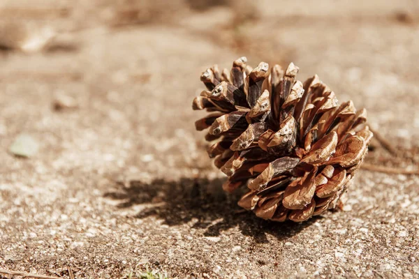 Closeup Single Pinecone Ground Sunlight Shining Casting Shadow — Stock Photo, Image