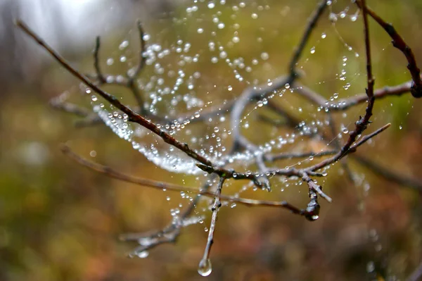 Spiderweb Tree Twig Covered Dewdrops — Stock Photo, Image