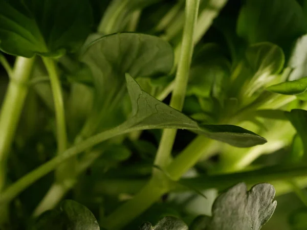 Closeup Shot Pelargonium Plant Leaves Backgrounds Textures — Stock Photo, Image