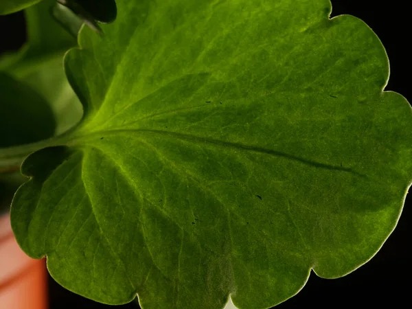 Detailní Záběr Listů Pelargoniové Rostliny Pro Zázemí Textury — Stock fotografie