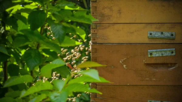 Beautiful Spring Scenes Hives Bees Nature — Stock Photo, Image