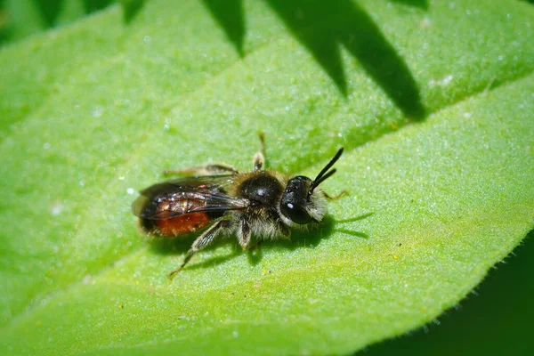 Makro Ujęcie Męskiej Pszczoły Górniczej Czerwonym Pasem Andrena Labiata — Zdjęcie stockowe