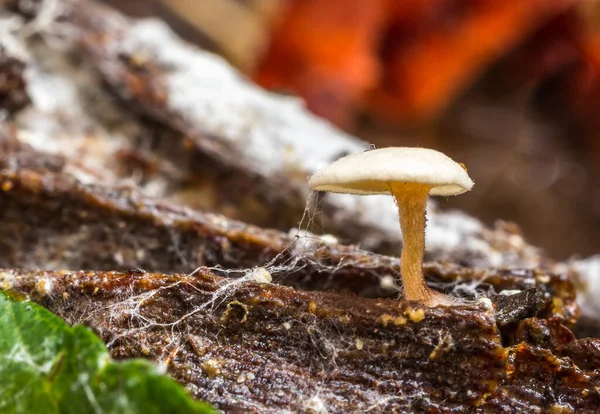 在森林里用蜘蛛网在原木上的蘑菇的特写 — 图库照片