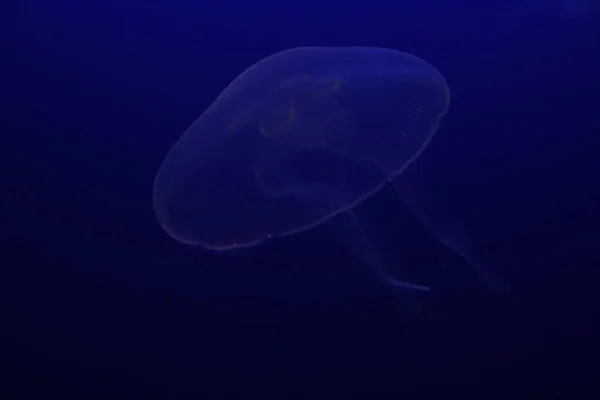 Closeup Shot Jellyfish Underwater — Stock Photo, Image