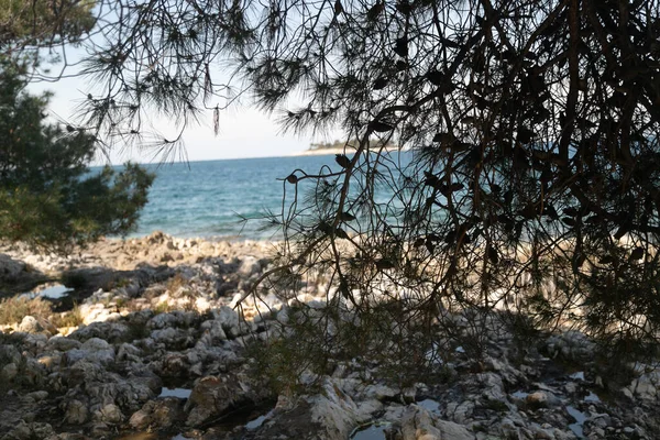 Eine Nahaufnahme Von Felsiger Küste Mit Vegetation Und Ruhiger See — Stockfoto