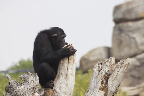 Вибірковий Знімок Фокусу Шимпанзе Корі — стокове фото