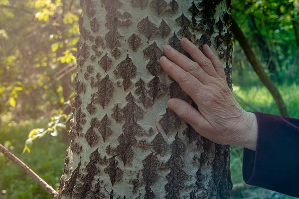 Närbild Gammal Kvinnlig Hand Som Vidrör Den Vita Poppelträdstammen Parken — Stockfoto