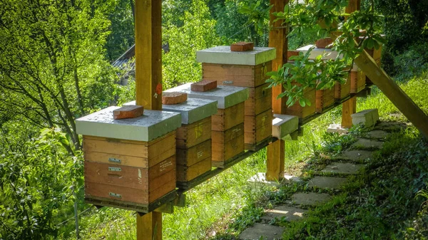 Hermosas Escenas Primavera Colmenas Con Abejas Naturaleza —  Fotos de Stock