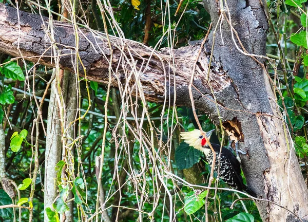 一只金黄色的啄木鸟栖息在一棵树上 — 图库照片