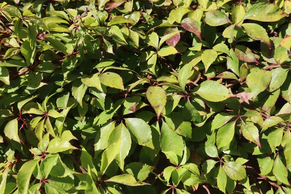 Closeup Plant Leaves Daytime — Stock Photo, Image