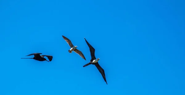 Een Lage Hoek Opname Van Prachtige Frigatebirds Meeuw Vliegen Samen — Stockfoto