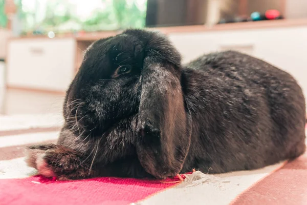 Чорний Таран Кролик Лежить Підлозі — стокове фото