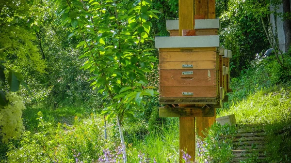 Krásné Jarní Scény Úly Včelami Přírodě — Stock fotografie