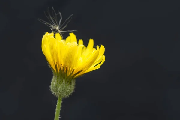 Floraison Jaune Fleur Pissenlit Sur Fond Sombre — Photo