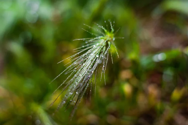 Närbild Gröna Växter Blad Med Vattendroppar Regnig Dag — Stockfoto