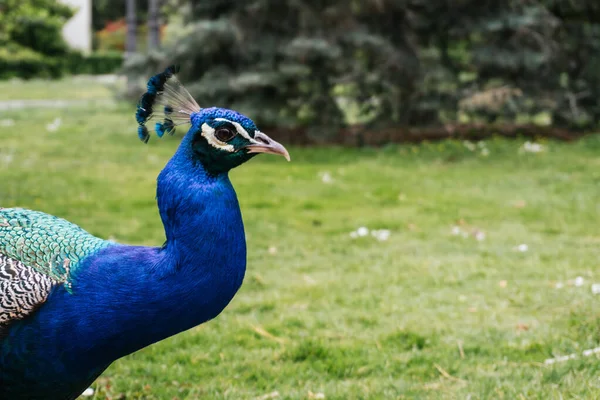 Een Dichtbij Shot Van Een Indiaan Peafuil Binnen Dierentuin — Stockfoto