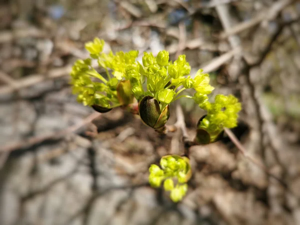 Nahaufnahme Eines Blühenden Ahornbaums Frühling — Stockfoto