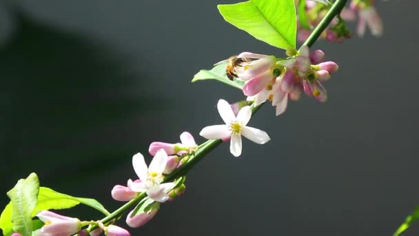 美しい花が咲く桜の木の枝クローズアップ春のコンセプト — ストック動画