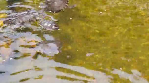 Gotas Agua Lago — Vídeos de Stock