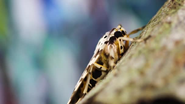 Primer Plano Una Hermosa Mariposa Colorida — Vídeo de stock