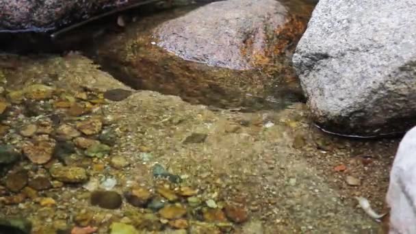 Belle Vue Sur Rivière Dans Parc — Video