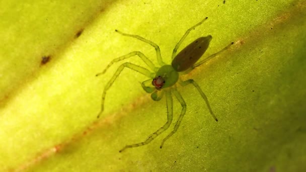 Green Spider Green Leaf — Wideo stockowe