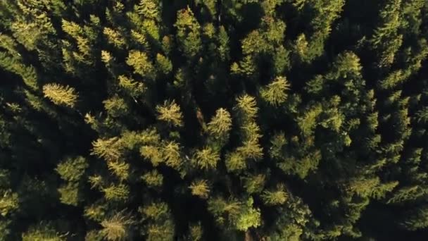 フォレスト内の松の木 — ストック動画