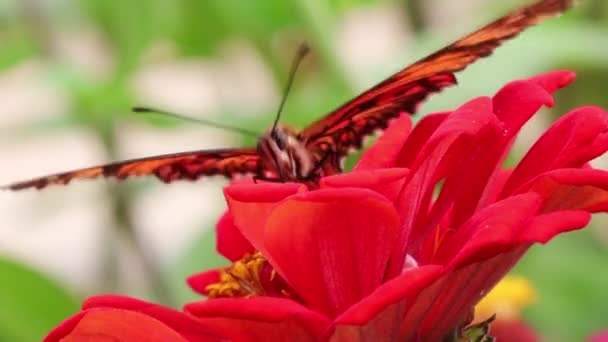 Papillon Sur Belles Fleurs Poussant Dans Jardin Journée Ensoleillée Été — Video