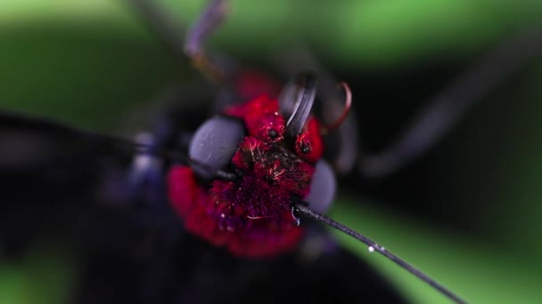 Primer Plano Una Mariposa Roja Una Hoja — Vídeos de Stock