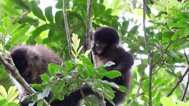 마리의 친원숭이가 나무에서 — 비디오