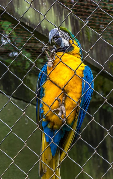 Uma Arara Azul Barriga Amarela Com Uma Coroa Verde Agarrada — Fotografia de Stock