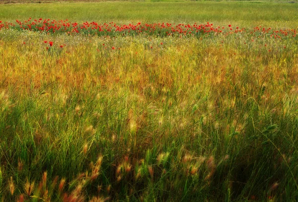 Een Verticaal Schot Van Een Rogge Veld Met Bloemen — Stockfoto