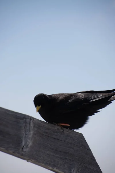 Een Lage Hoek Opname Van Een Alpine Chough — Stockfoto