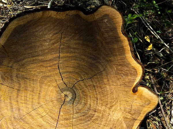 Крупный План Пня Дерева Солнечным Светом — стоковое фото