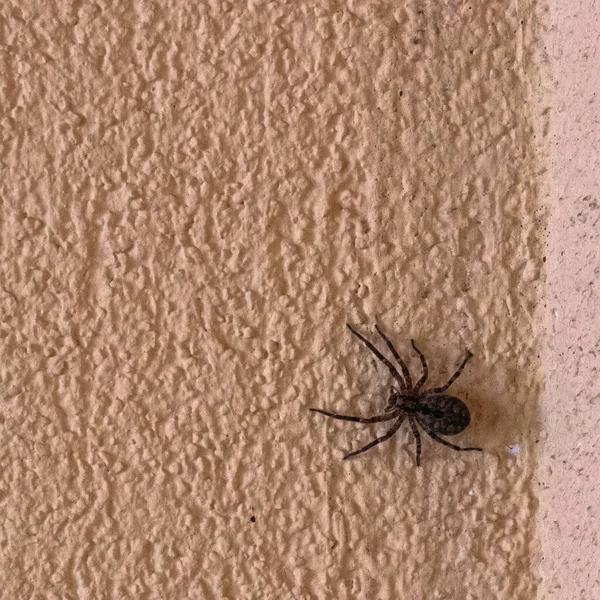 Una Araña Nicodemo Negra Una Pared Áspera — Foto de Stock