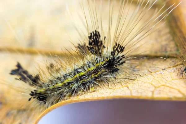 Gros Plan Une Chenille Sauvage Sur Une Feuille Sèche — Photo