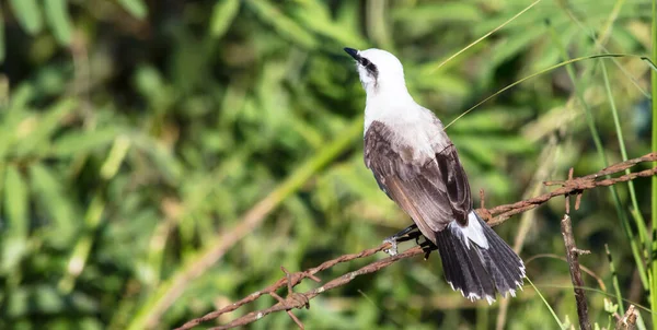 Pájaro Tirano Del Agua Enmascarado Pie Sobre Cordón Metálico Bosque —  Fotos de Stock
