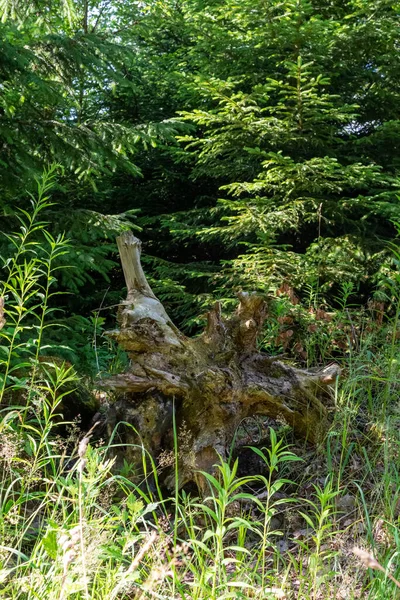 温帯広葉樹と混合林の枯れ木の巨大な根 — ストック写真