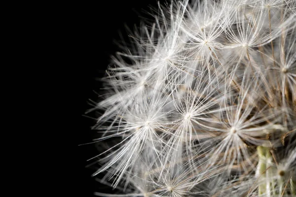 Eine Pusteblume Aus Löwenzahn Mit Schwarzem Hintergrund — Stockfoto