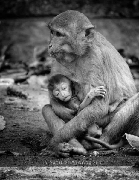 Skala Szarości Dziecięcego Rhesus Macaque Macaca Mulatta Śpiącego Ramionach Matki — Zdjęcie stockowe