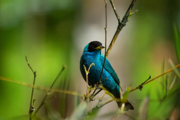 Een Selectieve Focusopname Van Een Prachtige Groene Honingkruipvogel Een Tak — Stockfoto