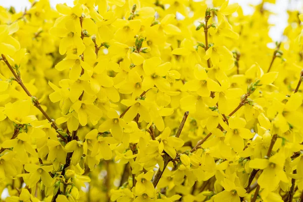 Selektivní Zaostření Záběr Krásné Jasně Žluté Forsythia Květiny Rostoucí Zahradě — Stock fotografie