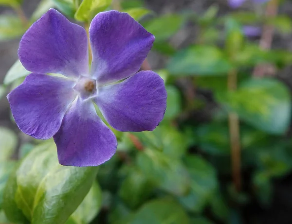 Sebuah Closeup Dari Bunga Periwinkle Yang Indah Taman Cerah Penuh — Stok Foto