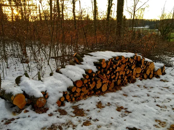 屋外の地面には雪に覆われた木の幹の山が積もっている — ストック写真