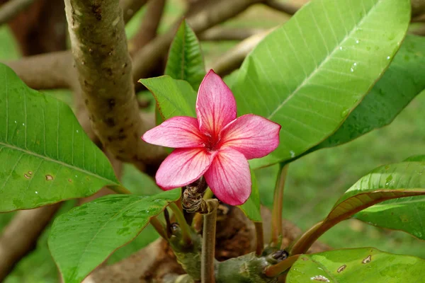 Enfoque Selectivo Una Hermosa Flor Rosa Plumeria Rubra — Foto de Stock