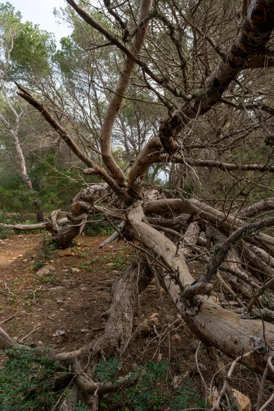 Viejo Árbol Caído Medio Del Bosque —  Fotos de Stock