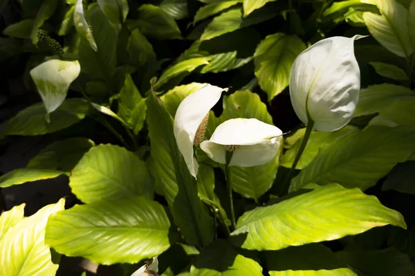 Primer Plano Flores Spathiphyllum Con Hojas Verdes Bajo Luz Del — Foto de Stock